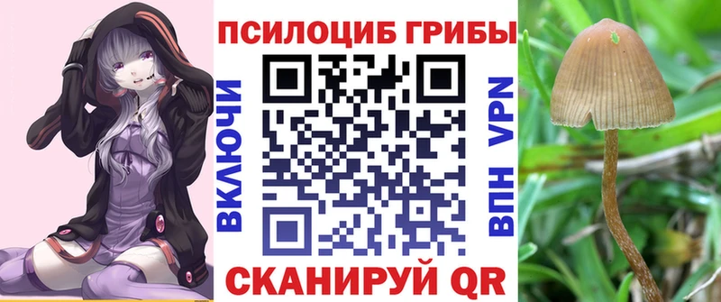 Галлюциногенные грибы Psilocybe  Мценск 